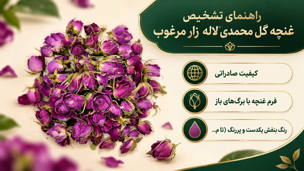 راهنمای تشخیص غنچه گل محمدی لاله‌زار مرغوب