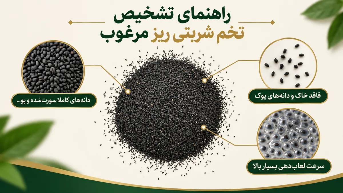راهنمای تشخیص تخم شربتی ریز مرغوب راهنمای تشخیص تخم شربتی ریز مرغوب