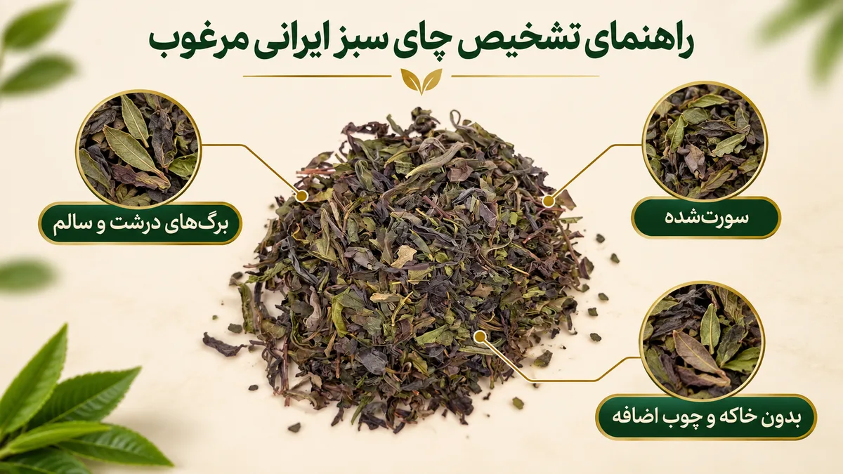 راهنمای تشخیص چای سبز ایرانی مرغوب راهنمای تشخیص چای سبز ایرانی مرغوب