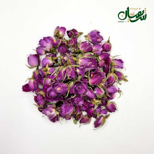 غنچه گل محمدی لاله زار