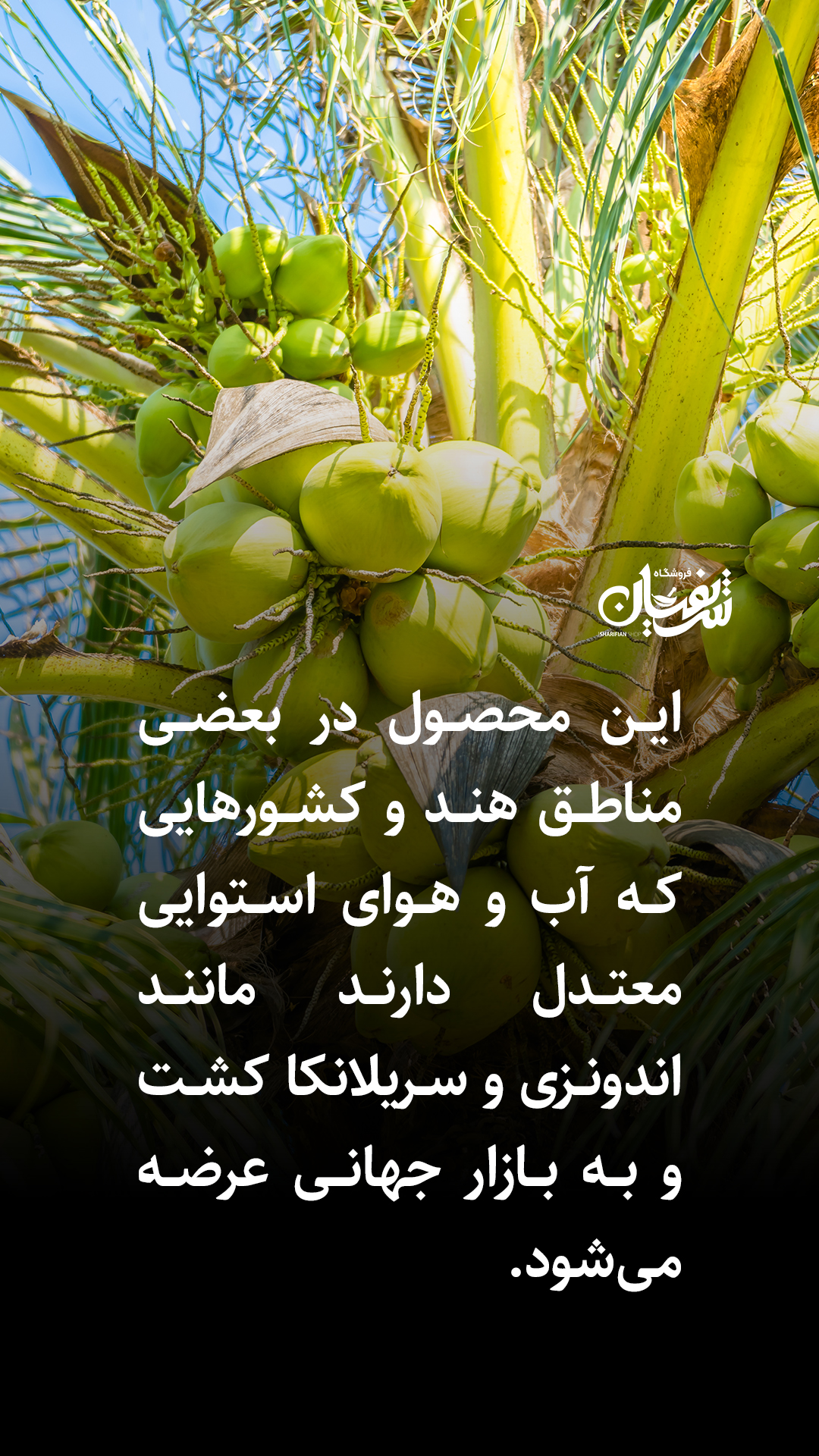 نارگیل قاب