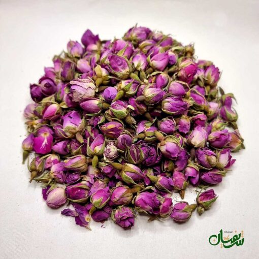 غنچه گل محمدی داراب