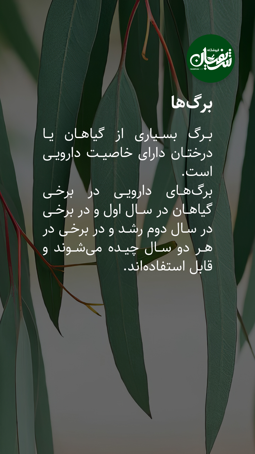 انواع گیاهان دارویی چه زمانی برداشت میشوند؟! 5 برداشت گیاهان دارویی