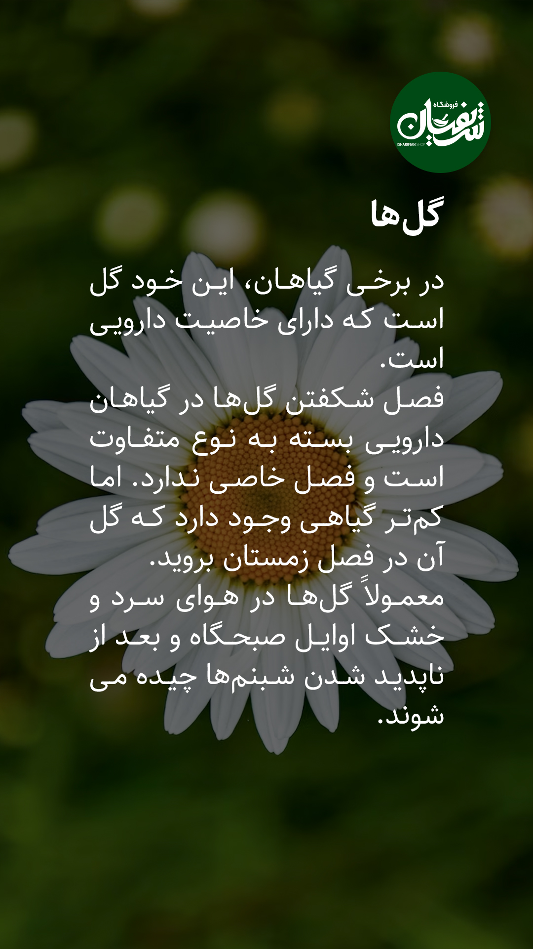 انواع گیاهان دارویی چه زمانی برداشت میشوند؟! 9 برداشت گیاهان دارویی