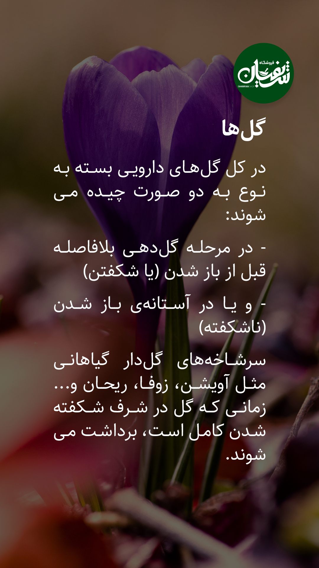 انواع گیاهان دارویی چه زمانی برداشت میشوند؟! 10 برداشت گیاهان دارویی