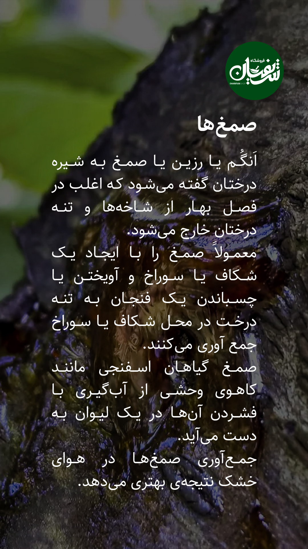 انواع گیاهان دارویی چه زمانی برداشت میشوند؟! 13 برداشت گیاهان دارویی
