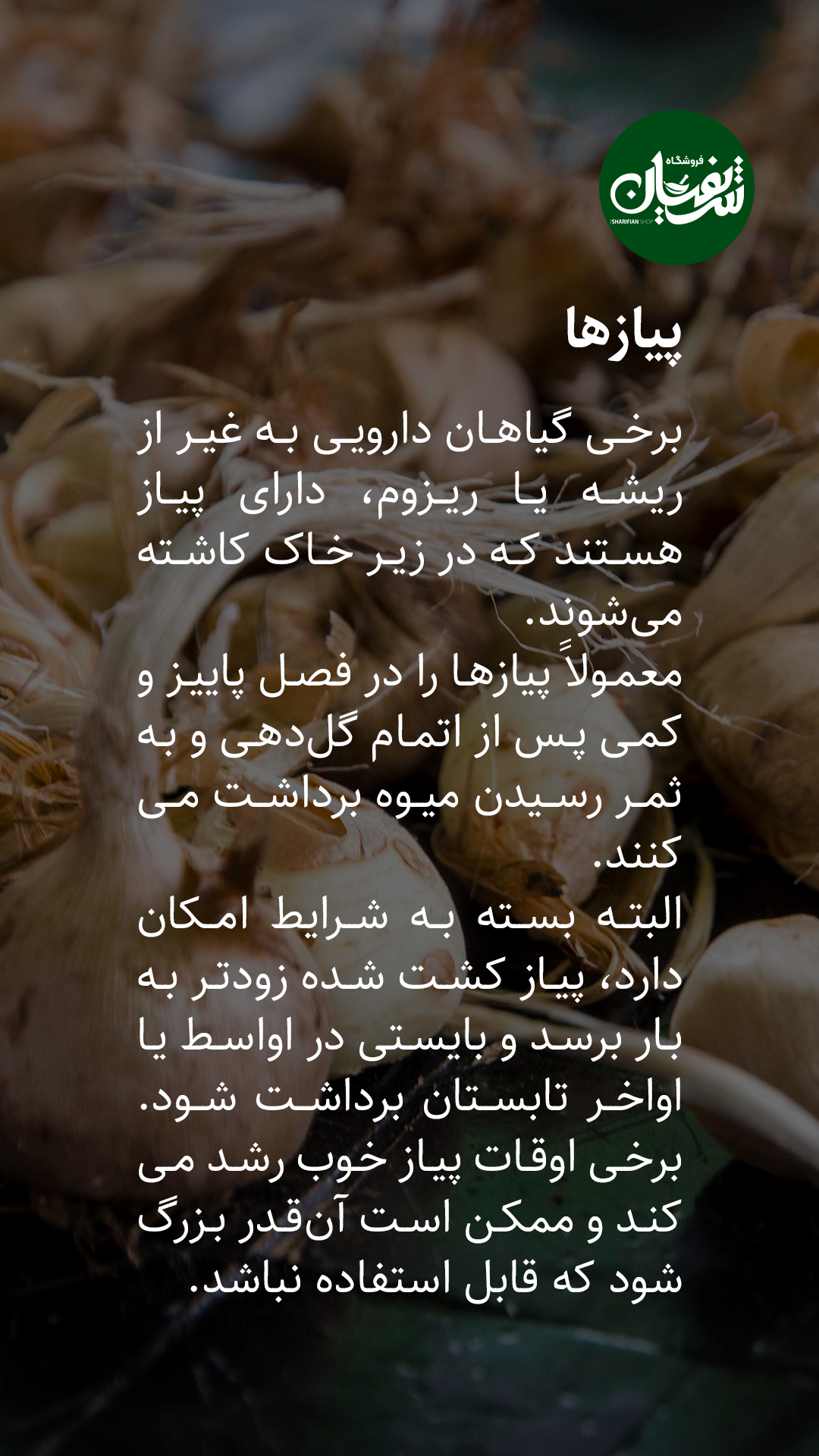 انواع گیاهان دارویی چه زمانی برداشت میشوند؟! 14 برداشت گیاهان دارویی