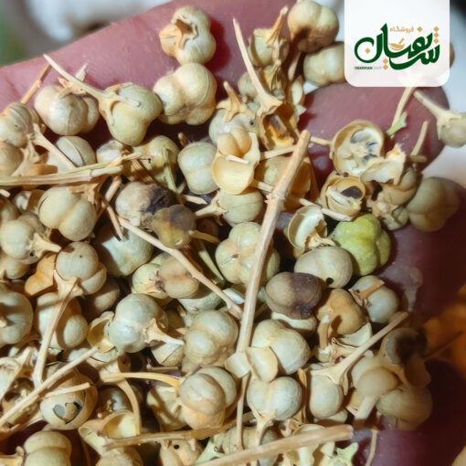 Alternative view of اسپند قپه (اسفند نخودی)