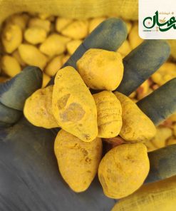 زردچوبه قلم هویجی (زردچوبه قلم تخم مرغی یا همان زردچوبه قلم توپی) 5 زردچوبه قلم هویجی