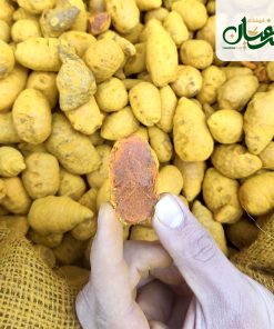 زردچوبه قلم هویجی (زردچوبه قلم تخم مرغی یا همان زردچوبه قلم توپی) 6 زردچوبه قلم هویجی