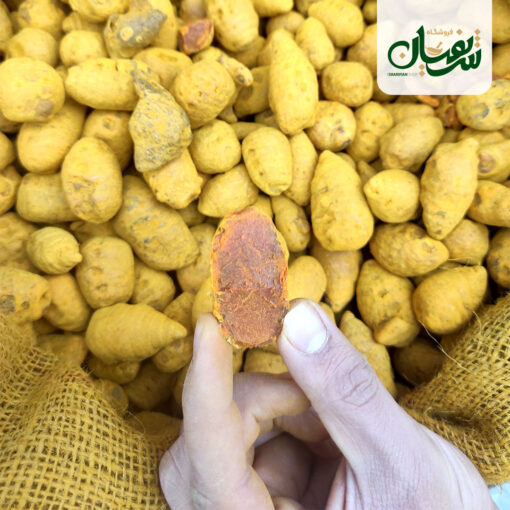 زردچوبه قلم هویجی (توپی) 6 زردچوبه قلم هویجی