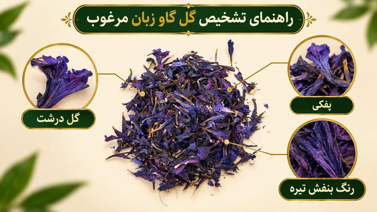 راهنمای تشخیص گل گاو زبان مرغوب راهنمای تشخیص گل گاو زبان مرغوب