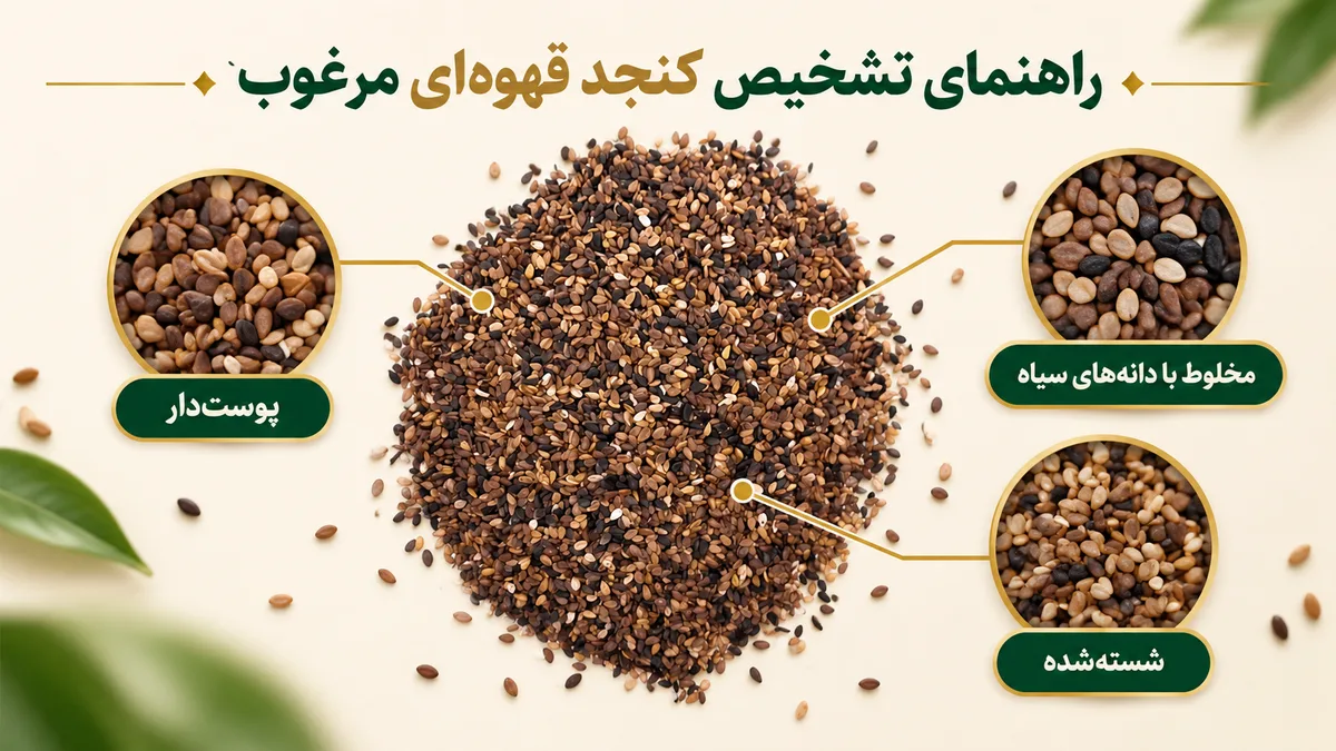 راهنمای تشخیص کنجد قهوهای مرغوب راهنمای تشخیص کنجد قهوهای مرغوب