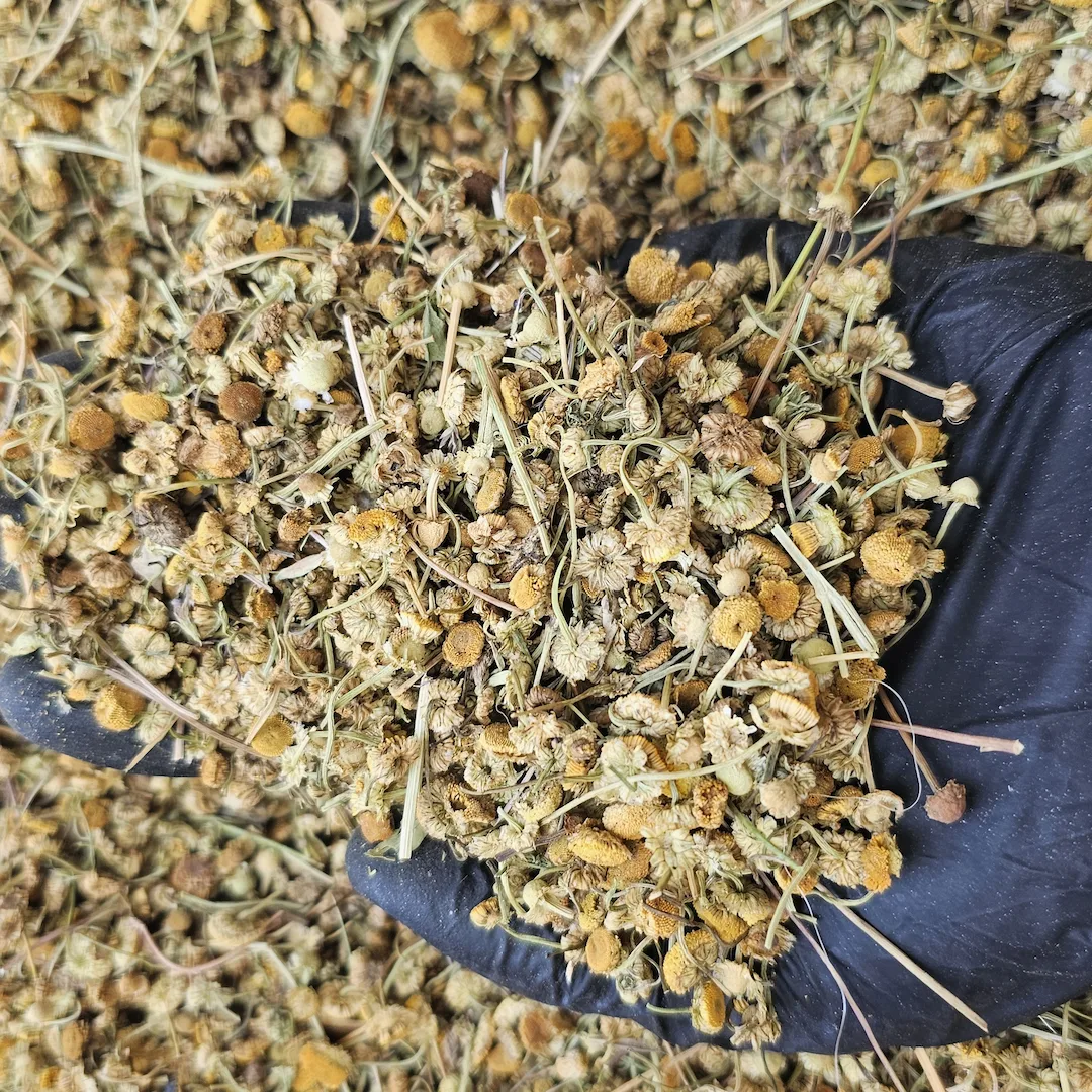 بابونه 3 گل خشک بابونه گاوی در بار واقعی