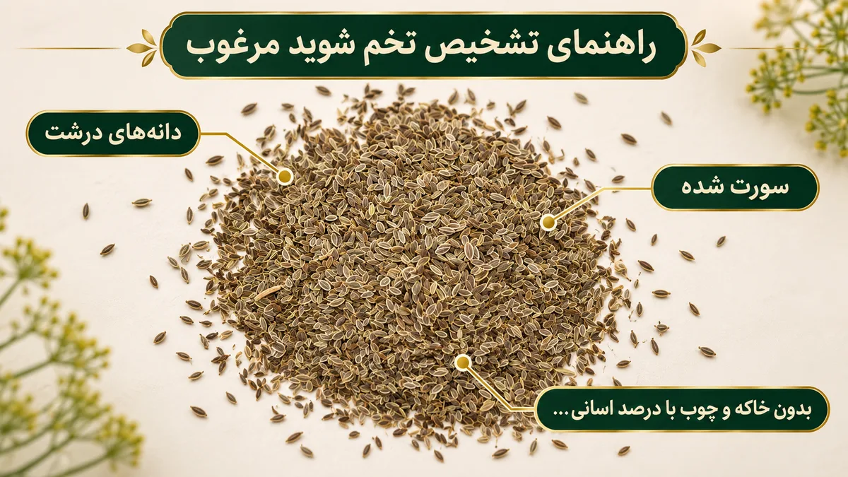 راهنمای تشخیص تخم شوید مرغوب راهنمای تشخیص تخم شوید مرغوب
