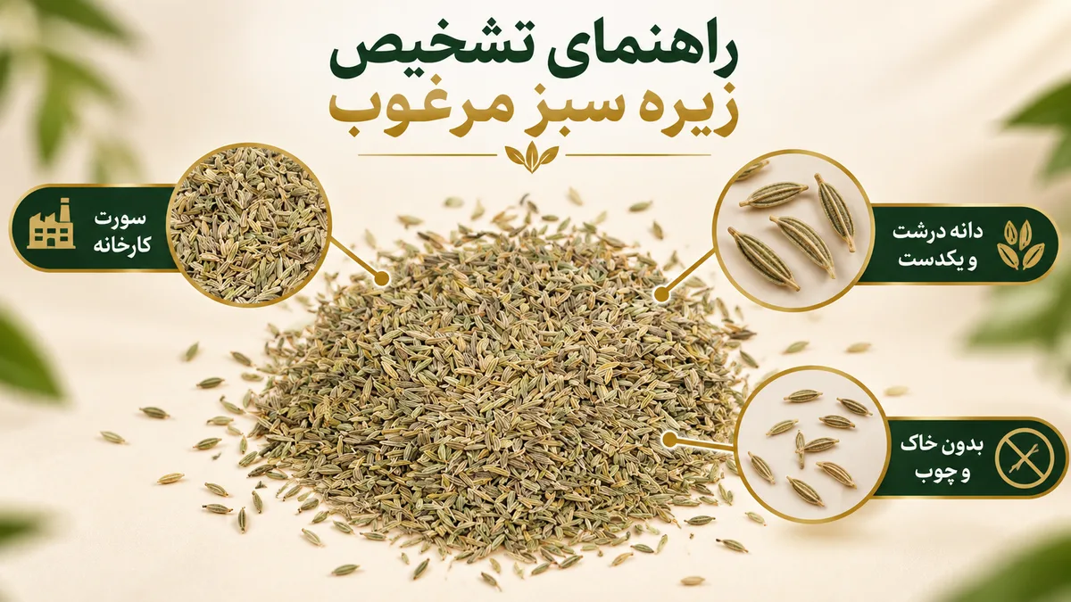 راهنمای تشخیص زیره سبز مرغوب راهنمای تشخیص زیره سبز مرغوب