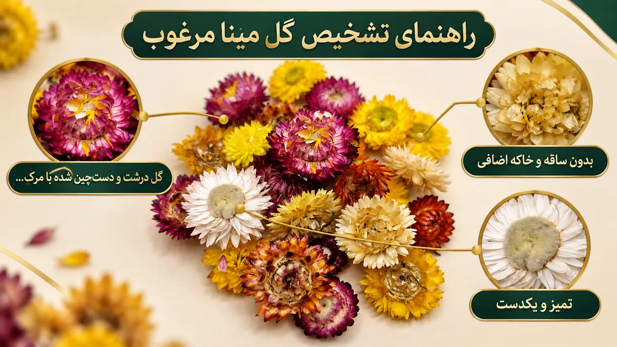 راهنمای تشخیص گل مینا مرغوب
