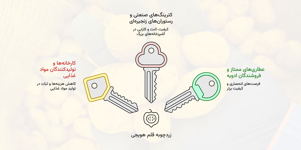 زردچوبه قلم هویجی (زردچوبه قلم تخم مرغی یا همان زردچوبه قلم توپی) 13 زردچوبه قلم هویجی برای چه کسانی مناسب است