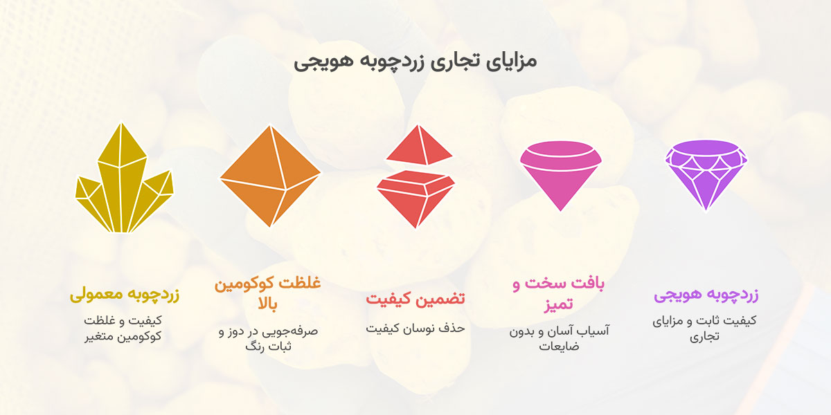 زردچوبه قلم هویجی (زردچوبه قلم تخم مرغی یا همان زردچوبه قلم توپی) 14 مزایای تجاری زردچوبه تخم مرغی